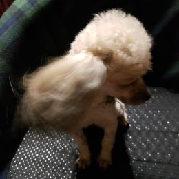cinnamon - Poodle