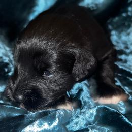 Raven -Male 1 - Black male Miniature Schnauzer puppy in Granville, Ohio from Shull Mini Schnauzers