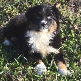 Curly - Black tri male Toy Australian Shepherd puppy in Smithville, Arkansas from Cooper Creek Aussies