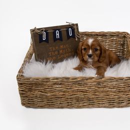 Cavalier King Charles Spaniel Puppies from Colorful Cavaliers