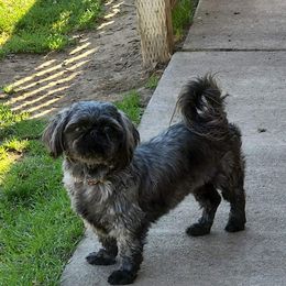 Koalie - Shih Tzu
