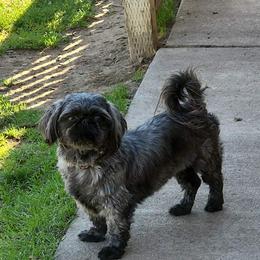 Koalie - Shih Tzu