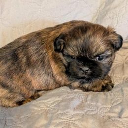 Bentley - Brindle male Shih Tzu puppy in Waynesboro, Pennsylvania from Big Win Shih Tzus