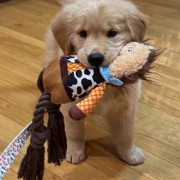 Golden Retriever Puppies from Skyland Golden Retrievers