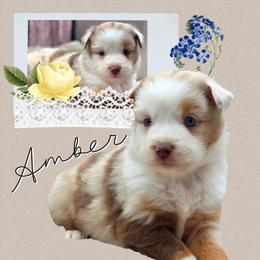 Amber - Red merle female Miniature American Shepherd puppy in Artois, California from Aloe Aussies