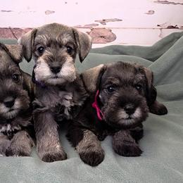 Miniature Schnauzer puppies from Halo Schnauzer