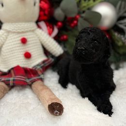 Girl 1 - Black female Poodle puppy in Clark County, Nevada from My Pride Poodles & Japanese Chins