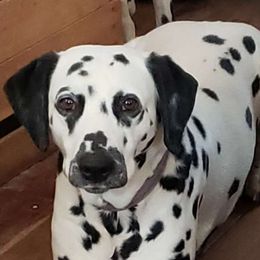 Mercy - Dalmatian