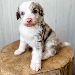 Brittany Spears - Brown merle female Aussiedoodle puppy in Arlington, Washington from Doodle Love Laugh