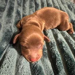 Ron Weasley - Chocolate and tan male Dachshund puppy in San Antonio, Texas from Chocolate Pet Connection