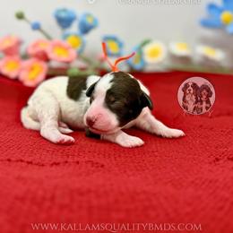 Yelena - Brown and white female Bernedoodle puppy in Owasso, Oklahoma from Kallams Bernedoodles & Bernese Mountain Dogs