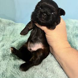 Meg - Tricolor female Shih Tzu puppy in Hawthorne, Florida from Simply Southern Shihtzus