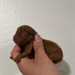 Female - Red  female Poodle puppy in Lancaster, California from Fancy Red Poodles