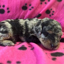 Oreo - Blue merle female Aussiedoodle puppy in Nottingham, Pennsylvania from Nottingham Aussiedoodles