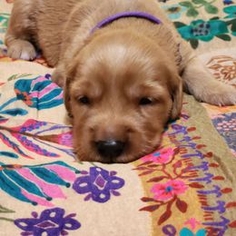 Purple Collar - Dark golden female Golden Retriever puppy in Section, Alabama from Country Girl Golden Retrievers
