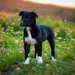 Quill - Black brindle female Silken Windhound puppy in Starke, Florida from Ashley