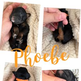 Phoebe - Tri-color female Bernedoodle puppy in Chattanooga, Tennessee from Scenic City Doodles