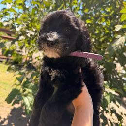 Solid black female - Black female Goldendoodle puppy in Vallejo, California from Well Rooted Doodles