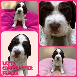 Latte - Liver white and tan female English Springer Spaniel puppy in Billings, Montana from M&M Fuzzy Bottom Friends