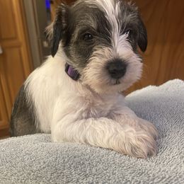 Miniature Schnauzer Puppies from Lovey Mini Schnauzers