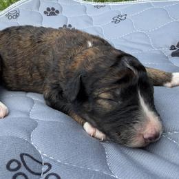 Coffee bean - Lavender - Brown and white female Aussiedoodle puppy in Eolia, Missouri from Barefoot Kennel