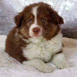 Cabo - Red tri male Miniature Australian Shepherd puppy in Belleview, Florida from Jennifer Townley