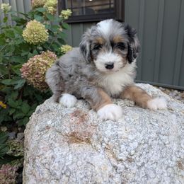Zuma - Blue merle male Bernedoodle puppy in Beach City, Ohio from Blue Cloud Doodles