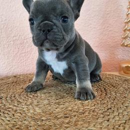 Pink collar - Blue female French Bulldog puppy in Cordes Lakes, Arizona from Puppy Love AZ LLC