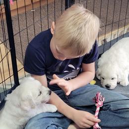 Golden Retriever Puppies from Triple D Ranch