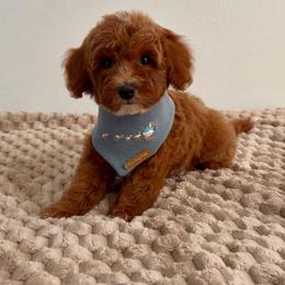 Tucker - Red  male Goldendoodle puppy in Anaheim, California from Doodles