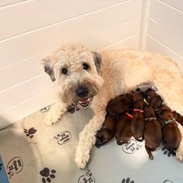 Boy 2 - Wheaten male Soft Coated Wheaten Terrier puppy in Fowler, Ohio from Warzalas wheatens