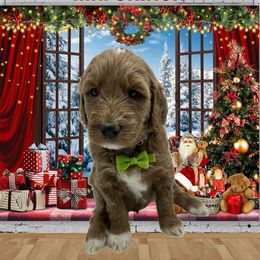 Mr. Grinch - Phantom male Goldendoodle puppy in Milwaukie, Oregon from Tiffany Marlow