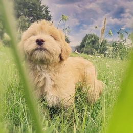 Hazel - Apricot female Goldendoodle puppy in Clinton Township, New Jersey from Harmony Goberians