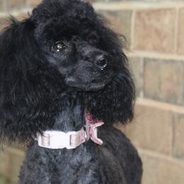Midnight - Poodle