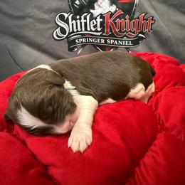 Grey boy - White and liver male English Springer Spaniel puppy in Lufkin, Texas from Shifletknight Springer Spaniels