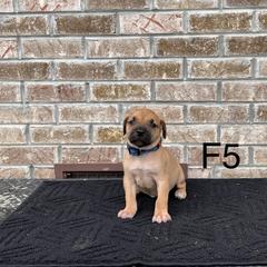 Girl 5 - Black Mouth Cur puppy in Tennessee from Narrow Road Farm