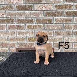 Girl 5 - Black Mouth Cur puppy in Tennessee from Narrow Road Farm