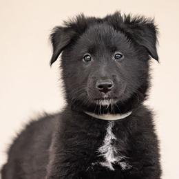 Gray boy - Black male Belgian Sheepdog puppy in Palm City, Florida from Sans Soleil