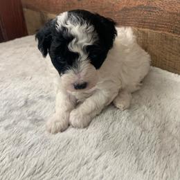 Slate - Parti male Poodle puppy in Haddam, Kansas from Golden B Acres