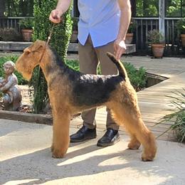 Tenoch - Airedale Terrier
