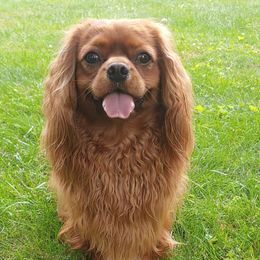 Cliffy - Cavalier King Charles Spaniel