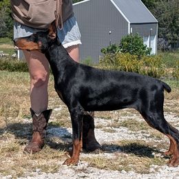 Sapphire - Doberman Pinscher