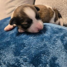 Boy 1 - male Havanese puppy in Kansas City Mo, Missouri from My Heavenly Havanese Puppies