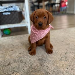 Yellow - Yellow female Labrador Retriever puppy in Canton, Georgia from Dukes Retirevers
