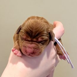 I Don't Know - Red female Nova Scotia Duck Tolling Retriever puppy in Albany, New York from Sardonyx Canines