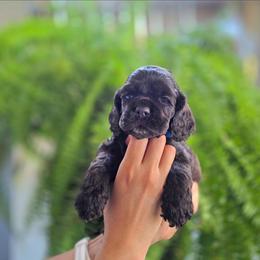 Coco - Brown male Cocker Spaniel puppy in Corcoran, California from Sweetheart Cockers