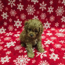 Lola - Red female Cavapoo puppy in Copan, Oklahoma from Lebel Cavapoos