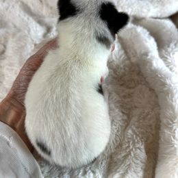 Boy 3 - Black and white male Pomsky puppy in Leesburg, Virginia from Capital Pomsky