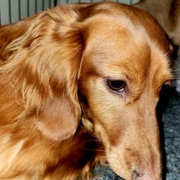 Rusty - Dachshund