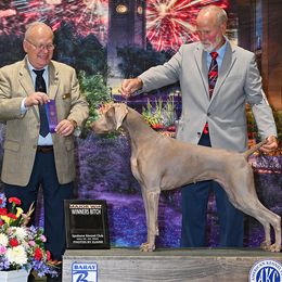 Prairie - Weimaraner